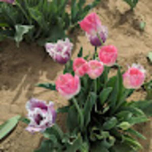 Meet your Posher, Elba